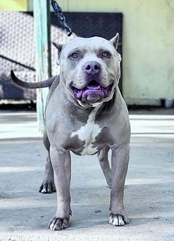 NLBK Kodak Bear VPP Grandson