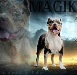Magik- Co Own Or Pet home, She is looking for the PERFECT fit. She is NOT free.ABKC registered, Standard size