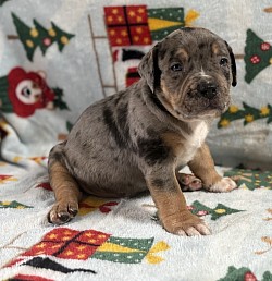 Male Black tri Merle $4500 Full rights SOLD