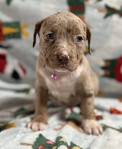 Chocolate tri Merle female  SOLD