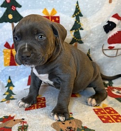 Male Blue $2000 full rights SOLD