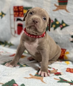 Male lilac ghost tri $2000 Full rights SOLD