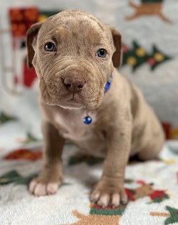 Chocolate tri Merle male $3000 full rights SOLD!