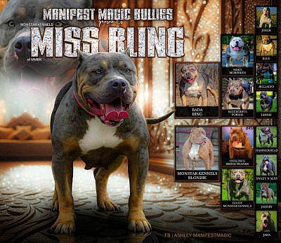 MISS BLING’S pedigree