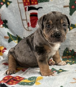 $3000 FULL RIGHTS SOLD