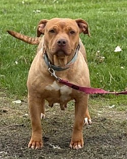 IVY - intact RETIRED female, looking for a forever home. Please contact me with questions, SPAY required.
